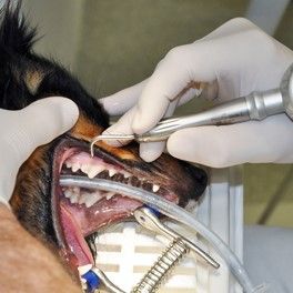 zahnbehandlung bei hund