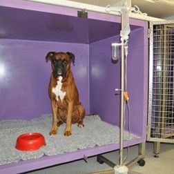 stationäre aufnahme hund